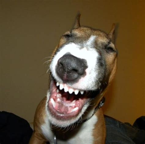 dog laughing meme